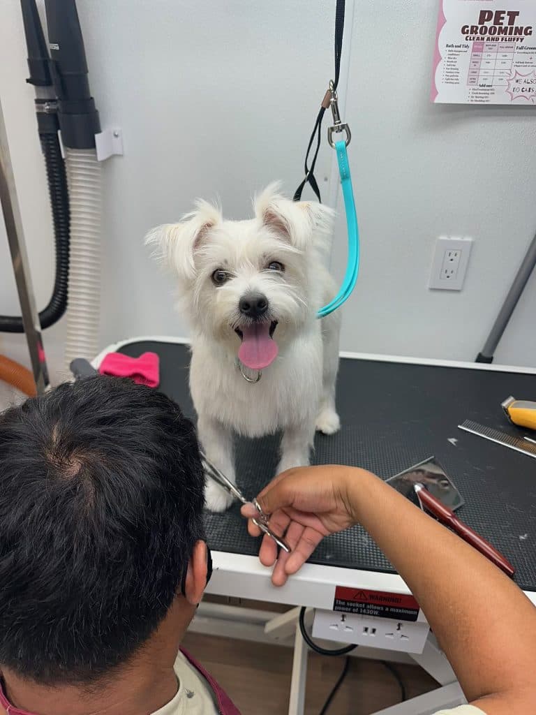 A Bark and Bork groomer hand-scissoring the finishing touches on a fluffy white dog's haircut