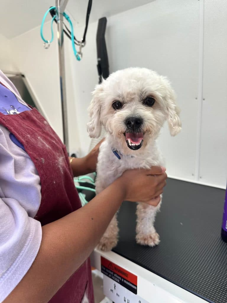 A groomer gently holding a freshly groomed Bichon Frise on the grooming table