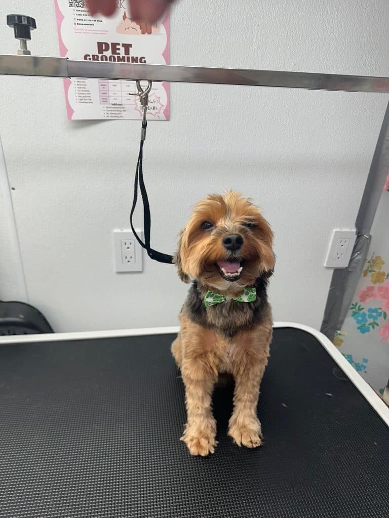 A happy Yorkie mix with a fresh haircut and bow tie, smiling on the grooming table