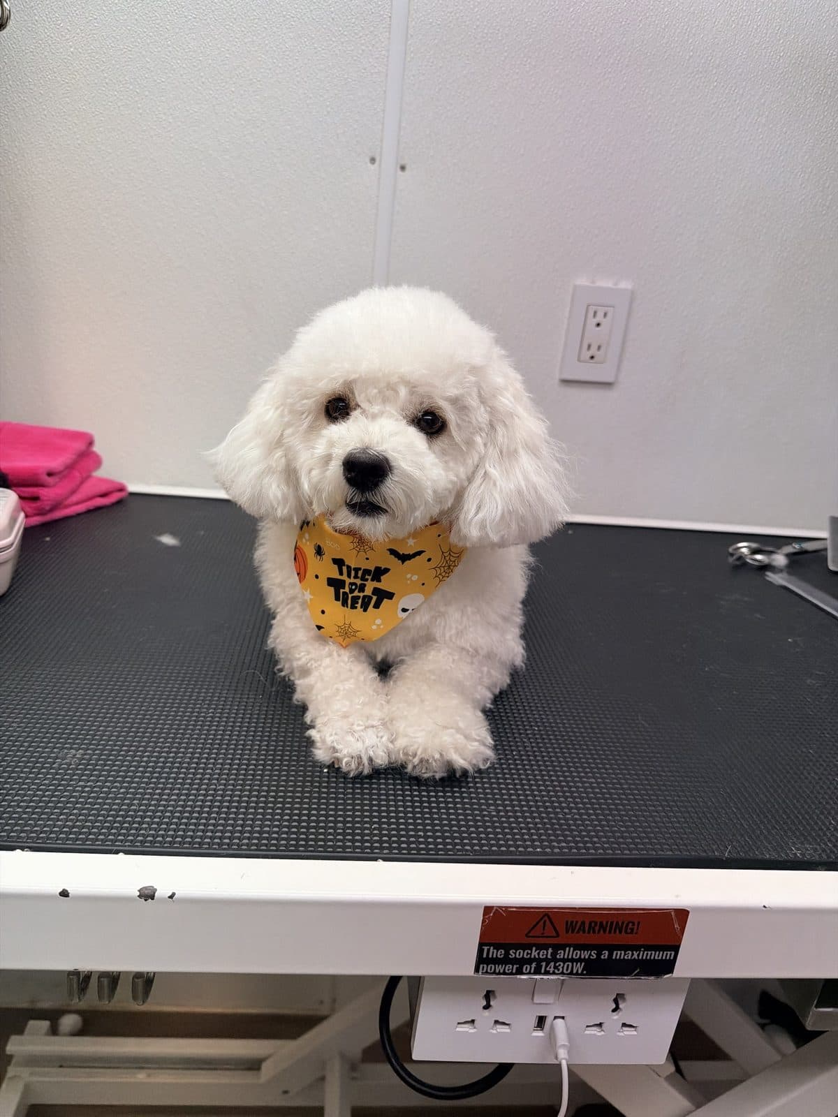 The same Bichon Frise with a fresh, fluffy trim and a Halloween bandana after a Bark and Bork mobile grooming appointment