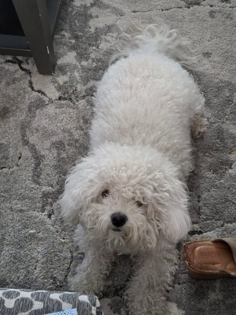A Bichon Frise's matted, ungroomed coat before a Bark and Bork mobile grooming appointment